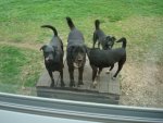 Our three mutts with Justin\'s mutt.jpg