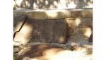 sandstone retaining wall and getting ready to add Oklahoma flagstone top today.jpg