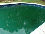green pool.jpg