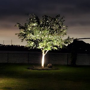 Tree Light.jpg