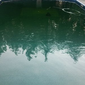 Green Pool Kirk.jpg