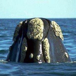Whale-Righthead-BayofFunday-Sept11-06.jpg