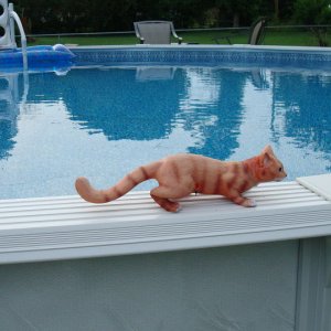 pool cat.jpg