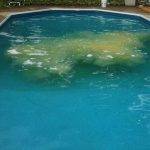 Baquacil, chlorine, green pool