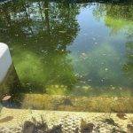 A green pool with living pool algae.