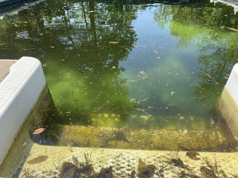 A green pool with living pool algae.