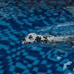a dog swimming in the water