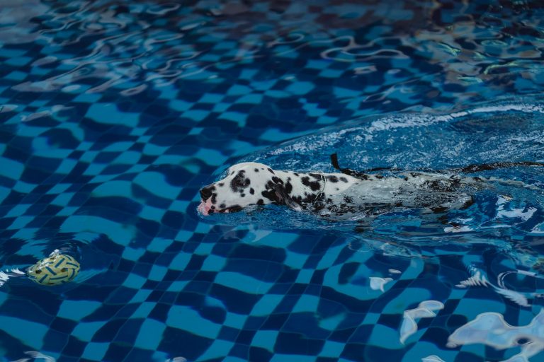 a dog swimming in the water