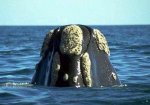 Whale-Righthead-BayofFunday-Sept11-06.jpg