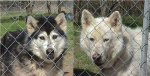 kenai and kodiak.jpg