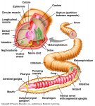 EarthwormAnatomy.jpg