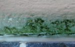 algae above waterline.jpg