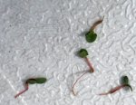 plants growing in pool.JPG