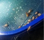 bugs in pool.JPG