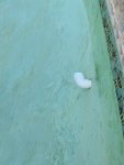 IMG_20200808_174606.jpg