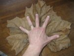 sycamore-giant-300x225.jpg sycamore-giant-300x225.jpg