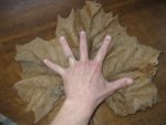 sycamore-giant-300x225.jpg