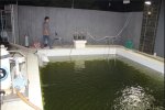 Day 3 - 2nd August 2AM -Super chlorination working killing algae.JPG