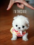 cute white puppy.jpg
