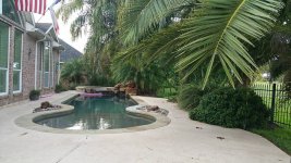 backyardpalms.jpg backyardpalms.jpg