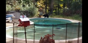 Bear in Pool.jpeg