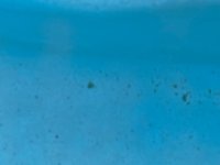 pool staining 2.jpg pool staining 2.jpg