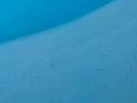 pool staining 3.jpg pool staining 3.jpg