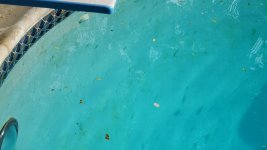 MK Pool Algae-1.jpg MK Pool Algae-1.jpg
