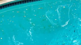 MK Pool Algae-2.jpg MK Pool Algae-2.jpg
