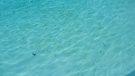 MK Pool Algae-3.jpg MK Pool Algae-3.jpg