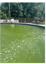 green pool.PNG