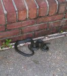 snake_ 1.jpg