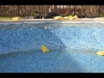 Pool Pictures 5-2-2012 313.jpg