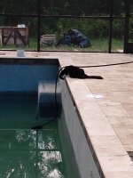 Sylvester and hose.jpg