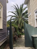 Canary Island Date Palm.jpg
