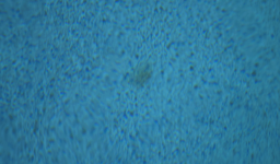 Image1.png