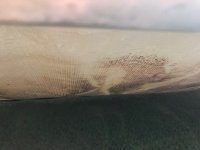 black algae 1.jpg black algae 1.jpg