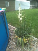 yucca_20210611.jpg