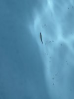 134B82AE-CC77-4FEB-9598-E6BE9EE4C85C.jpeg