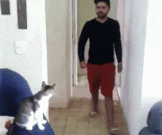 cat.gif