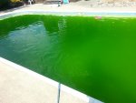 algae pool 2.jpg