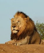 Lion_(Panthera_leo)_male_6y.jpg