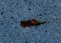 P5310005~2.JPG