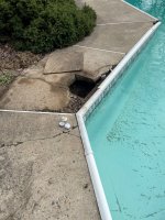 pool2.jpg