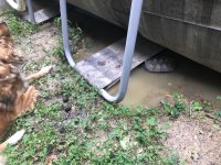 Dog laying on the wet ground next to a puddle that is next to a pool in the puddle is a piece of paper sized snapping turtle