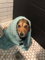 Adorable dog again but this time he has a towel wrapped around him and he looks miserable because he is clean