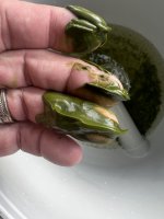 IMG_3345.jpeg
