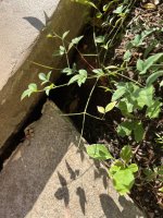 IMG_2584.jpeg