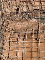 IMG_5367.jpeg