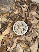 IMG_6671.jpeg